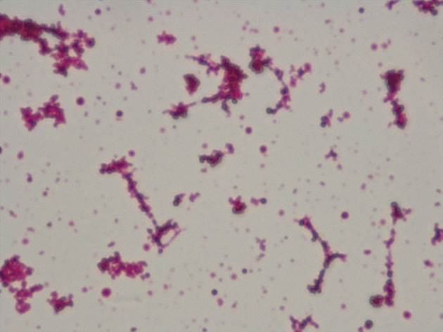 Coccus Slides - Coccus 07 1000X